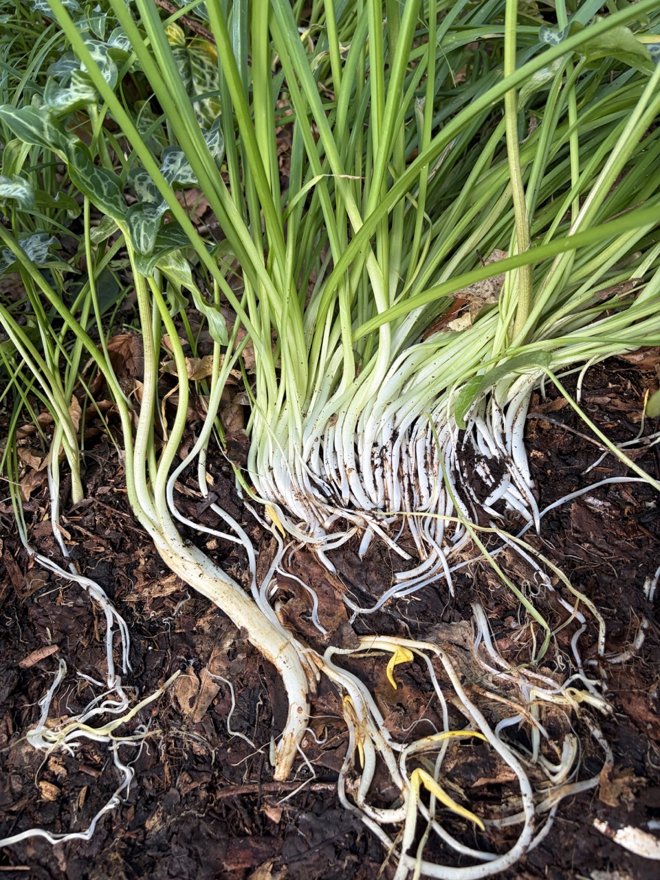 Photograph of wild garlic, exposed roots and soil